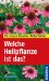 Welche Heilpflanze ist das?