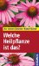 Welche Heilpflanze ist das?
