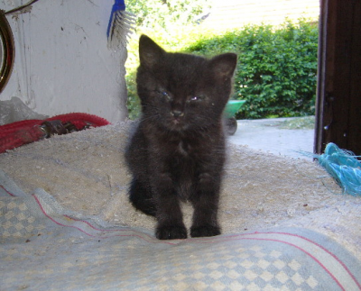 So wird die Katze stubenrein, neue Katze kommt ins Haus Katze, stubenrein