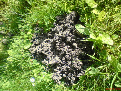 Maulwürfe im Garten vertreiben bzw. bekämpfen bzw. verhindern Maulwürfe, vertreiben, verhindern, vermeiden, bekämpfen