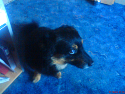 Den richtigen Hundenamen suchen und finden bzw. wählen Hundenamen, Hund, Name, finden, suchen, wählen