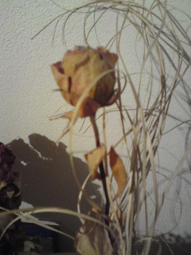 Rosen trocknen lassen Rosen, trocknen, Blumen, behalten