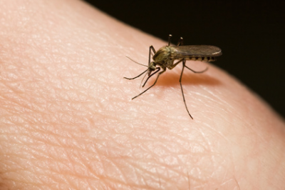 Erste Hilfe bei Mückenstichen - Insektenstiche versorgen, behandeln und heilen Mückenstich, Stich, behandeln, heilen, jucken, lindern, Insektenstich