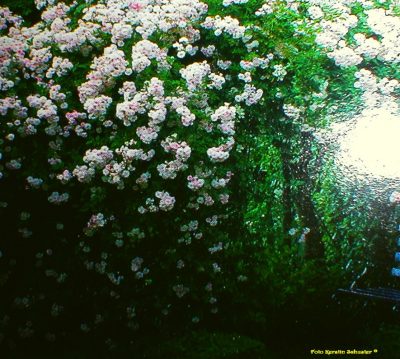 Einen schöneren Garten durch immergrüne Pflanzen, Gestaltungstipps Pflanzen, grün, immergrüne Hecken, schöner Garten, Gestaltungsideen Garten, grüne Oase, Heckenplanzen im Garten, Sichtschutz Hecken, immergürne Pflanzen,
