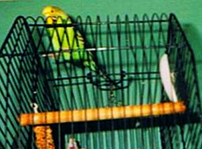 Die richtige Käfigauswahl für Ihren Vogel Vögel, Wellensettich, Gitter, Käfig, Vogelhaltung