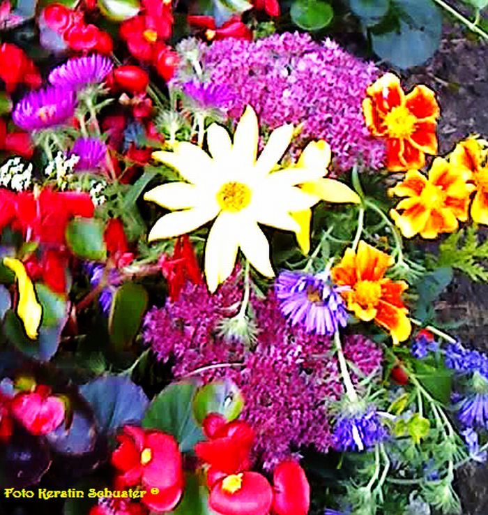Balkonpflanzen brauchen viel mehr als nur Wasser! Dünger für Balkonpflanzen, Garten und Balkon, Balkonkästen, Tipps zur Pflege Balkonpflanzen, Flüssigdünger Balkonpflanzen, Blütenpracht Balkon, Blütenmeer, Depotdünger, für Balkonkasten, richtige Pflege, Balkon und Garten, nur Wasser reicht nicht, auf dem Balkon, Sommerzeit,Tipps für den Balkon
