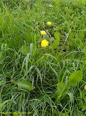 Löwenzahn in Rasen und Höfen entfernen, beseitigen Löwenzahn, entfernen, beseitigen, töten, restlos, Unkraut im Garten vernichten, Löwenzahnstecher, Salz auf Löwenzahn, im Blumenbeet, Gerät zum Entfernen von Löwenzahn, Essig Löwenzahnpflanze,