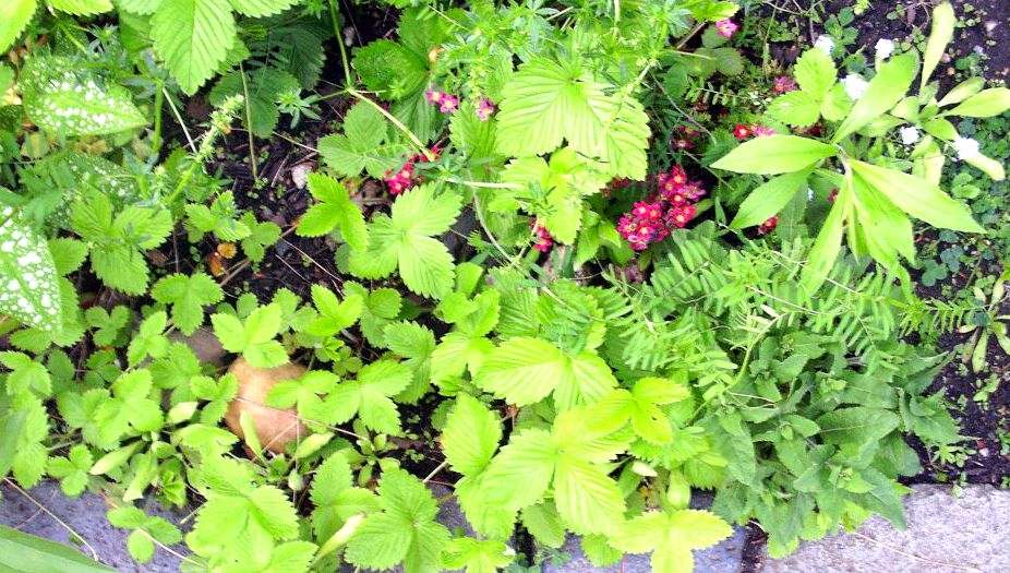 Heuschnupfen? Die sanfte Heilung für Pollenallergiker! Heuschnupfen behandeln, Symptome Heuschnupfen, Pollenallergie, sanfte Medizien, Homöopathie, Akkupunktur bei Heuschnupfen, Pollen, entzündete Nase, tränende Augen, homöopathische Mittel, Globuli, Tabletten, Kortison, Antihistaminika, Heuschnupfen Patient, Heiserkeit, sanfte Medizien, Nebenwirkungen