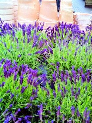 Mediterranes Flair auf Balkon und Terrasse Terrakottatöpfe, Balkonbepflanzung, Kübelpflanzen, Balkon, kreative Ideen für den Balkon, Pflanzenerde, Terrakotta, Tipps für Balkon, Garten, Gestalung Balkon, Charme des Südens, südliches Flair, Sommer, Sonne, Balkonien, Traum, Ratgeber Garten, Ratgeber Balkon, Eisenmöbel, Balkonmöbel, Nostalgie