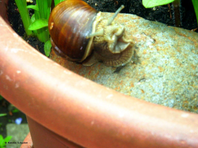 Garten von Schnecken befreien, Schnecken bekämpfen, beseitigen, töten, vermeiden, verhindern Schnecken, verhindern, vermeiden, beseitigen, töten