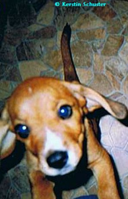 Das kleine Welpen 1 x 1 Welpe, Welpenpflege, Hund, Kommandos lernen, Hundeschule,