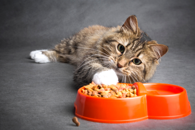 Artgerechte Ernährung von Katzen: Was Samtpfoten und Stubentiger wirklich brauchen Katze, Futter, Trockenfutter, Frischfutter, Gewicht, Übergewicht